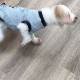 【保護犬カフェ寺田町店】新メンバーのヒーちゃん 里親様募集中の画像