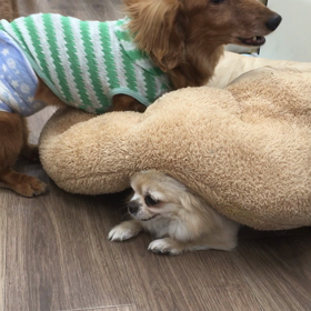 【保護犬カフェ寺田町店】意地悪そらじぃの画像