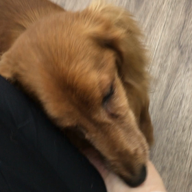 【保護犬カフェ寺田町店】ぺろぺろ魔神がここにもの画像