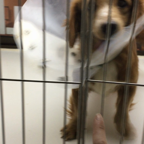 【保護犬カフェ鶴橋店】多頭飼育崩壊で保護のワッフルちゃん里親様募集中の画像