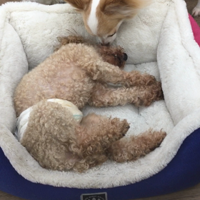【保護犬カフェ寺田町店】ノーベル 死んだふりの画像