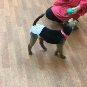 【保護犬パーク長居店】ウェルシュテリアのガチャピンちゃん里親様募集中の画像