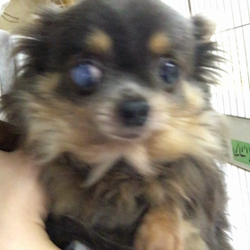 【保護犬カフェ鶴橋店】ブルータンが綺麗なショウコさんの画像