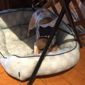 【保護犬カフェ鶴橋店】スムースチワワのすずねちゃん里親様募集中の画像