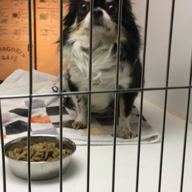 【保護犬カフェ鶴橋店】ご機嫌チワワのタックン里親様募集中の画像