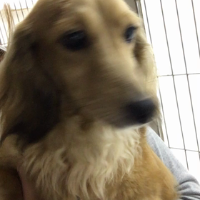 【保護犬カフェ鶴橋店】美人ダックスのスフレちゃんの画像