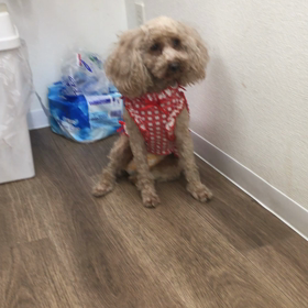 【保護犬カフェ寺田町店】いじめられたエリーちゃんの画像