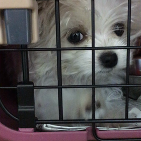チワワMIXの仔犬ちゃん里親様募集中の画像