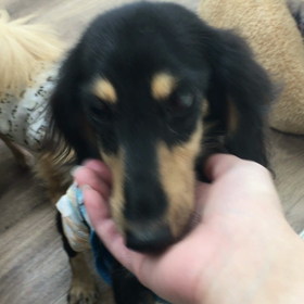 【保護犬カフェ寺田町店】全力ダックスのシジミちゃん里親様募集中の画像