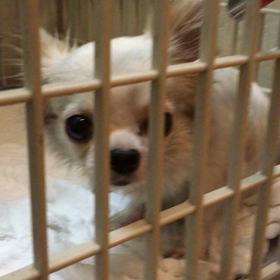 【保護犬カフェ鶴橋店】激かわ………………の画像