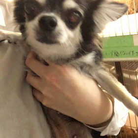 【保護犬カフェ鶴橋店】ロングコートチワワのメロンちゃん里親様募集中の画像