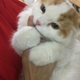 【保護犬カフェ鶴橋店】だいしゅきホールドのグラントの画像