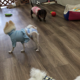 【保護犬カフェ寺田町店】美犬ウッキーちゃん 里親様募集中の画像