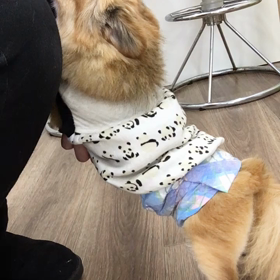 【保護犬カフェ寺田町店】ハンクス君の可愛さが異常  の画像