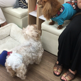 【保護犬カフェ寺田町店】ガム欲しすぎるの画像