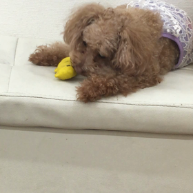 【保護犬カフェ寺田町店】戦うベネットの画像