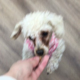 【保護犬カフェ寺田町店】人大好きアチャモさん里親様募集中の画像