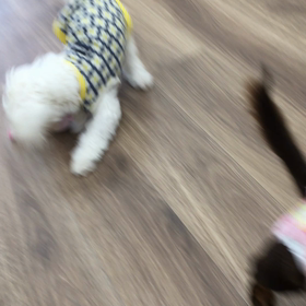 【保護犬カフェ寺田町店】ゆきなちゃん、パワーアップして戻ってきま  した！の画像