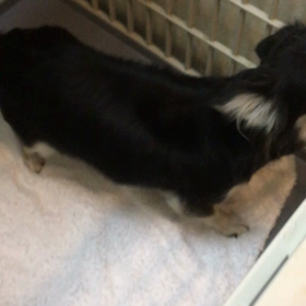 【保護犬カフェ鶴橋店】チワワのメロンちゃんご機嫌るんるんの画像