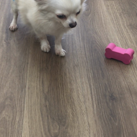 【保護犬カフェ寺田町店】新メンバーのメーコちゃん 里親様募集中の画像