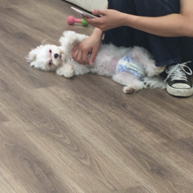 【保護犬カフェ寺田町店】ゆきな は 少し大人になりましたの画像
