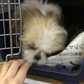 仔犬の福君里親様募集中の画像