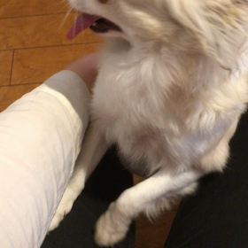 【保護犬カフェ鶴橋店】ダリアもカフェデビューの画像
