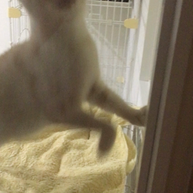 【保護犬カフェ寺田町店】1歳のニーヤちゃん 里親様募集中の画像