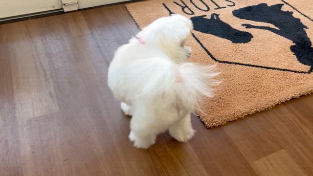 ヤドカリ六花と今月のトリミングの記事動画