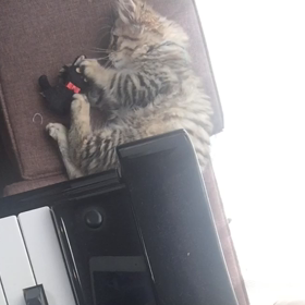 猫とピアノ〜エスの場合の画像