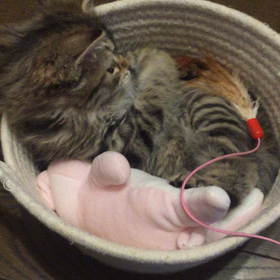 子猫のエスちゃんの画像