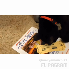 2016年 出演ライブの画像