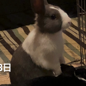 おぢちゃんメモリー続きますの画像