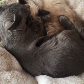 取っ組み合いネコの画像