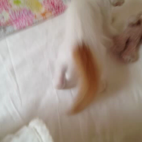 うちの猫が子猫だった頃の画像