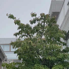 カミナリ雷門の画像