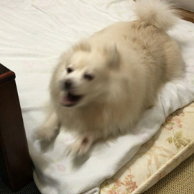 うるさいレモンの画像