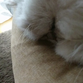 【ラッパ音】初めての動画(=^ェ^=)♪の画像