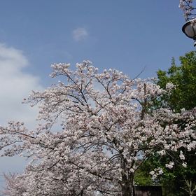 晴れ、桜、ひらひら～♪ヽ(*´∇｀*)/の画像