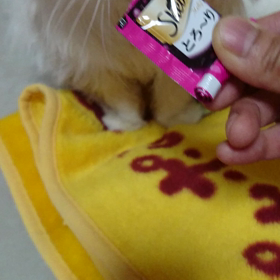 動くぱいんの偽CM…v(=^ェ^=;) ＊追記ありの画像