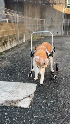 老犬車椅子とオムツ　年取るって辛いね。の記事動画