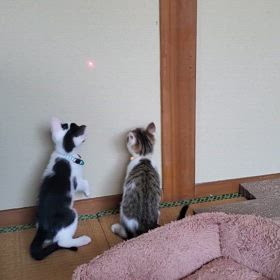 5日目です、シェイプアップの画像