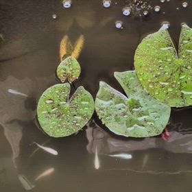 R8年　5月１日（金曜）エビの動画の画像