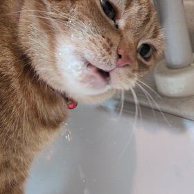 ももの水飲みの画像