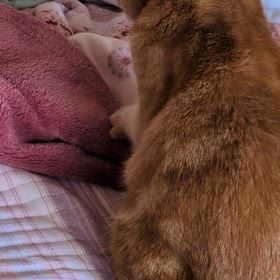 もものふみふみの画像