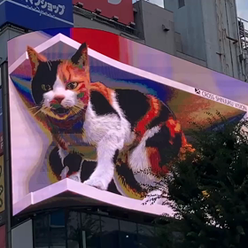 新宿の猫ちゃんの画像