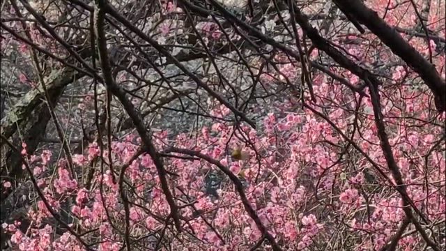 ぽかぽか観梅さんぽ♪の記事動画