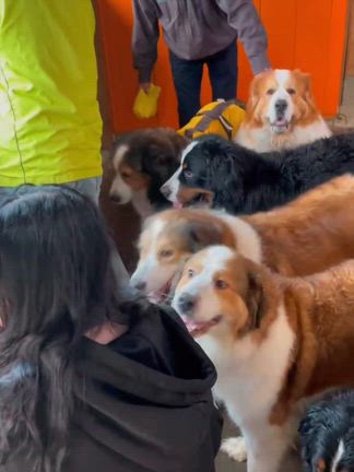 超大型犬の会「DOG」第１回オフ会は、雨、、、でも♪の記事動画