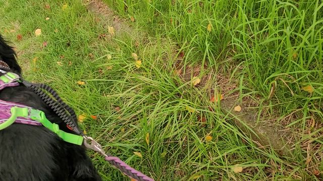 初！茨城上陸の台風と朝から中華ビュッフェの記事動画