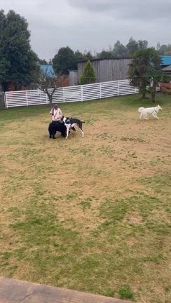 超大型犬の会「DOG」第１回オフ会は、雨、、、でも♪の記事動画